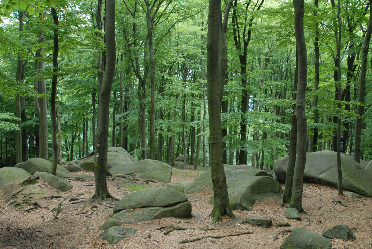Ýmis konar ríkisaðstoð til skógræktar er leyfileg innan ESB, með ákveðnum skilyrðum. Ýmis konar ríkisaðstoð til skógræktar er leyfileg innan ESB, með ákveðnum skilyrðum.